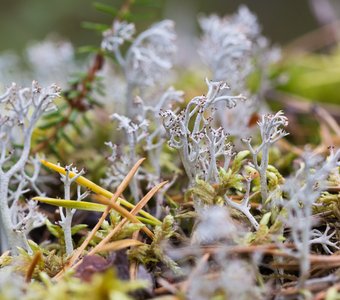 Карелия, интересное под ногами: Ягель