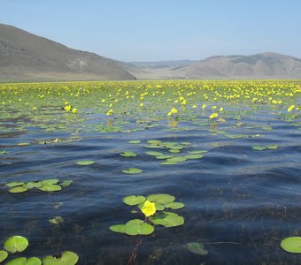 Озеро Байкал залив Усть-Анга. Желтые кувшинки.