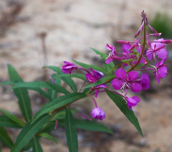 Карелия, интересное под ногами: Иван-чай