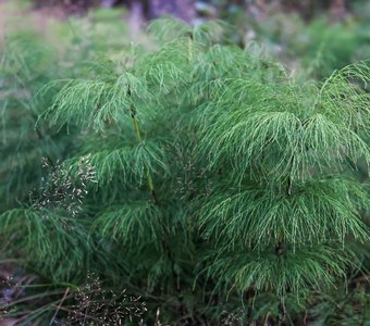 Карелия, интересное под ногами: Хвощ лесной