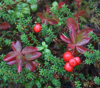 Карелия, интересное под ногами: Дёрен шведский