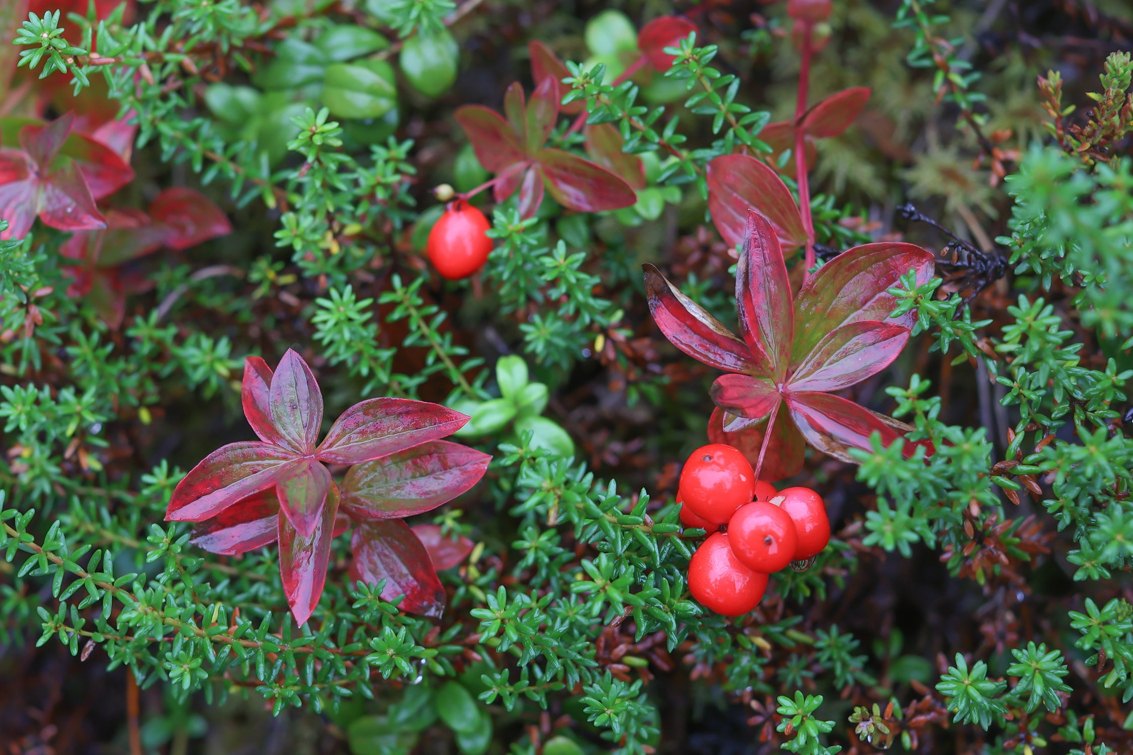 Карелия, интересное под ногами: Дёрен шведский