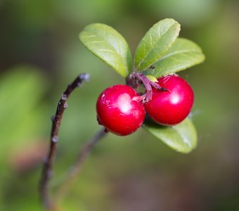 Карелия, интересное под ногами: Брусника