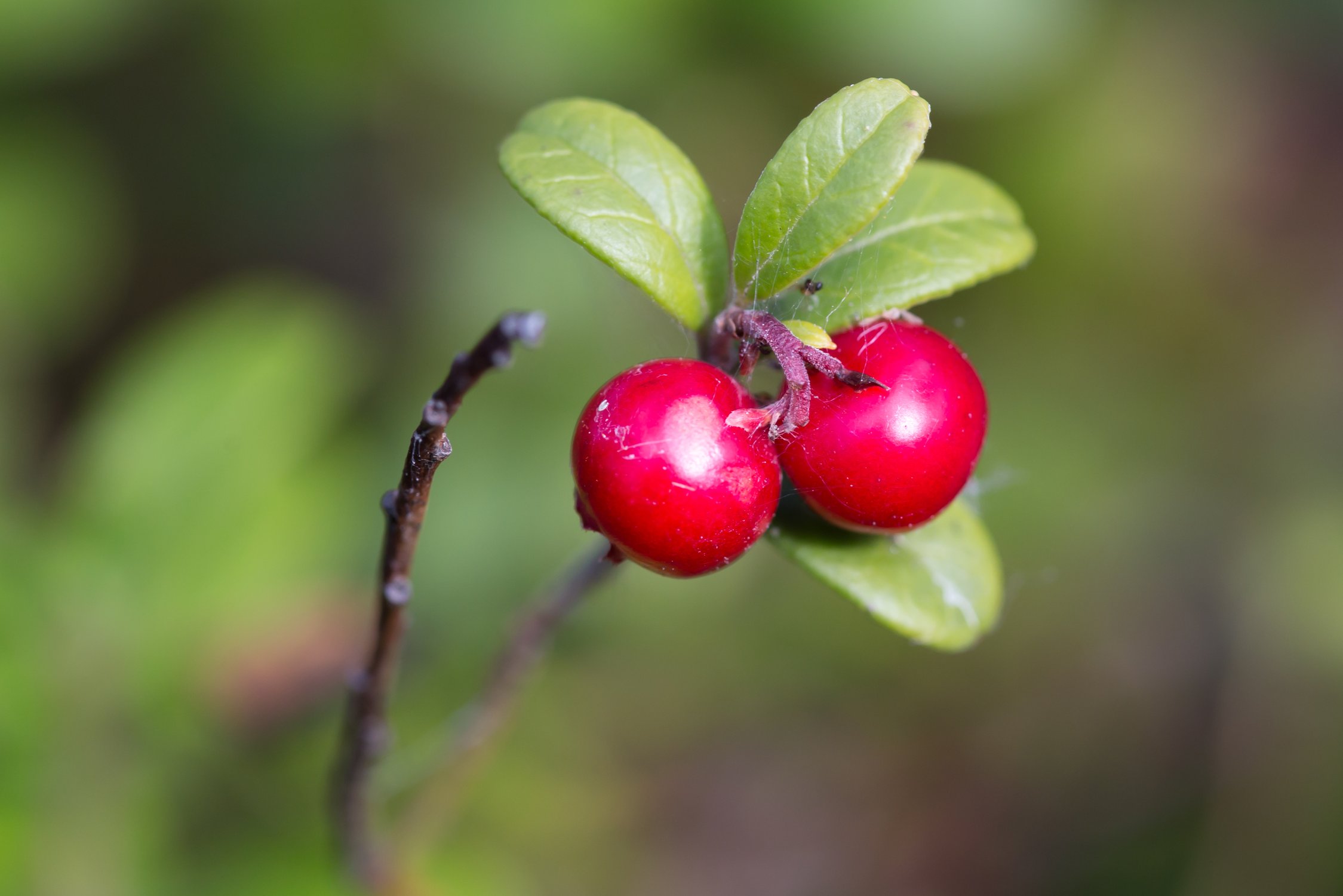 Vaccinium Vitis-idaea. Брусника обыкновенная Камчатский край. Саженцы брусники. Цветение Лесной брусники для детей. Кошка брусника