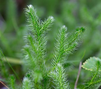 Карелия, интересное под ногами: Плаун булавовидный