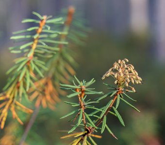 Карелия, интересное под ногами: Багульник