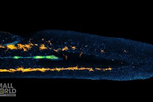 Красочная жизнь клеток: это видео эмбриона рыбки данио снято на микроскоп