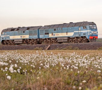 В лучах полуночного солнца.