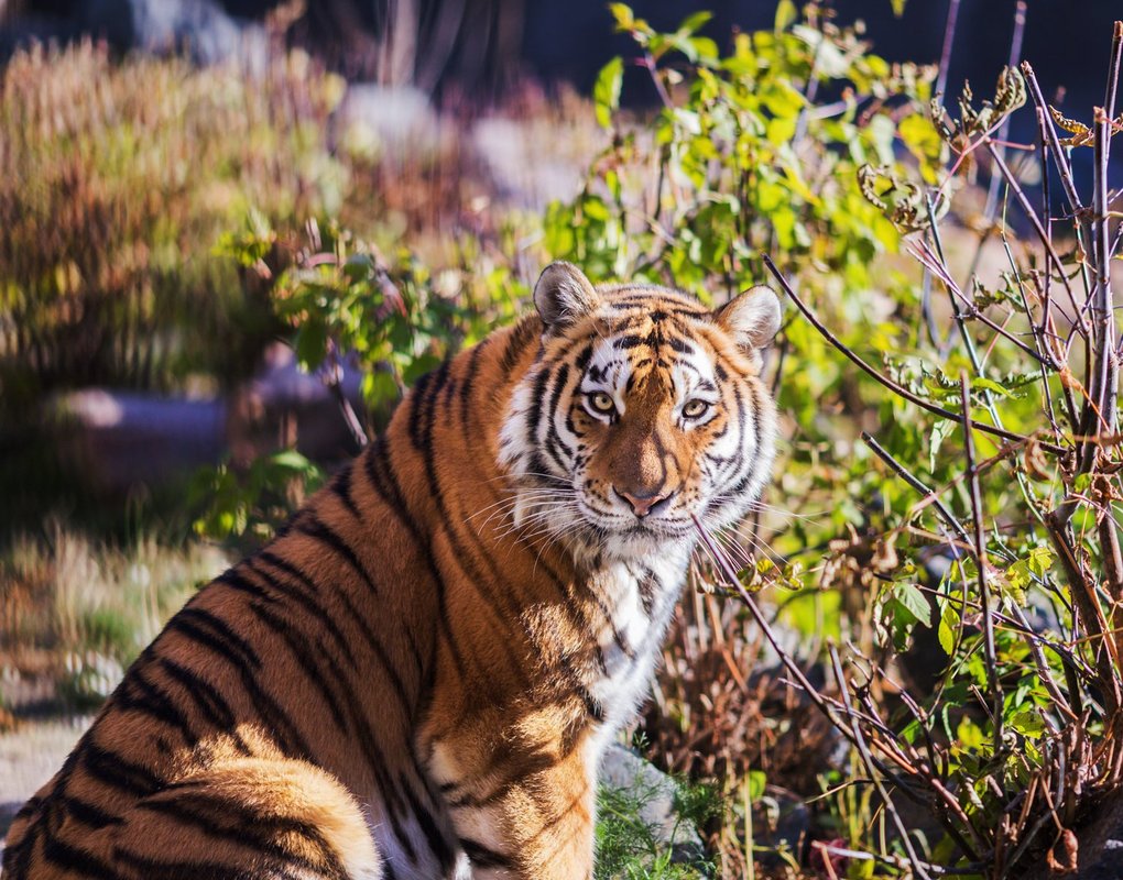 Сохранение тигров. Tigers in Russia.