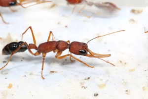 Королевы этих муравьев живут в пять раз дольше обычных рабочих. Теперь известно, почему