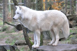 Родился первый в мире клон полярной волчицы