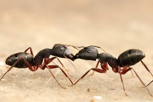 Сколько на планете муравьев?