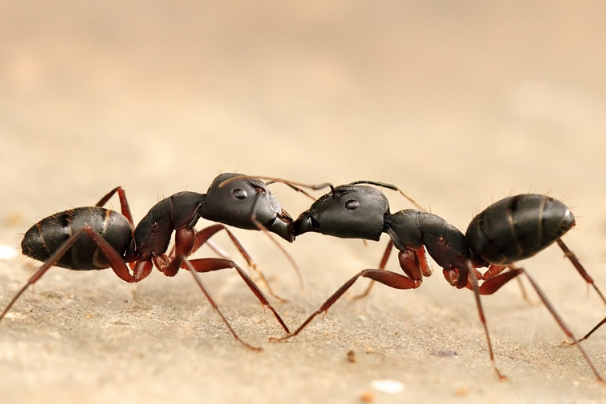 Kolik mravenců na osobu?