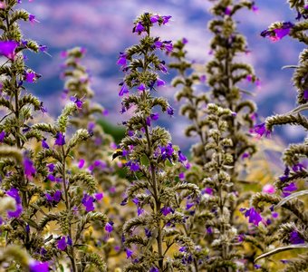 Полёт пчелы
