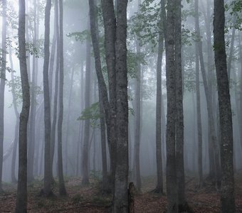 Тридцать буков