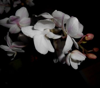Простая орхидея