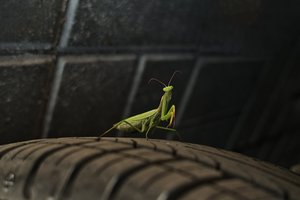 Зачем самки богомолов отрывают головы самцам?