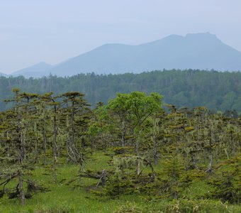 Спящая красавица