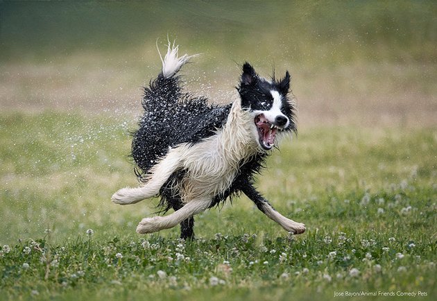 Фото: Jose Bayon, Animal Friends Comedy Pet Awards 2022