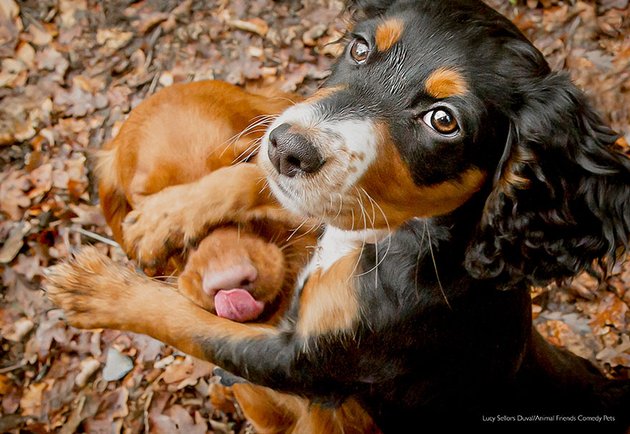 Фото: Lucy Sellors-Duval, Animal Friends Comedy Pet Awards 2022