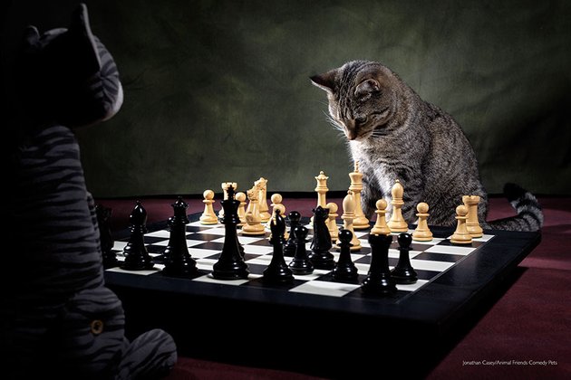 Фото: Jonathan Casey, Animal Friends Comedy Pet Awards 2022