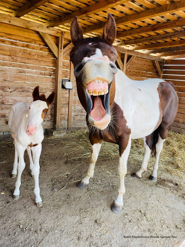 Фото: Radim Filipek, Animal Friends Comedy Pet Awards 2022