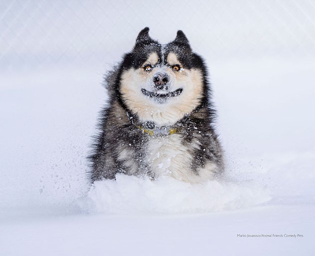 Фото: Marko Jovanovic, Animal Friends Comedy Pet Awards 2022