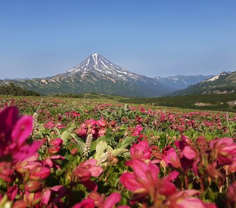 Камчатское лето