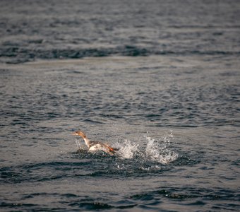 Бегущий по воде