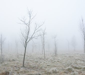 Холодный туман - властелин ноябрьского утра