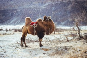 Ученый предложил поселить верблюдов в российской Арктике