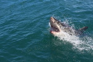 В ЮАР белая акула напала на женщину и растерзала ее