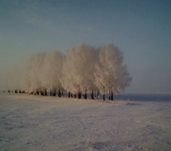 русские березки зимой 2