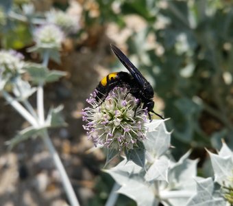 Они никогда не исчезнут