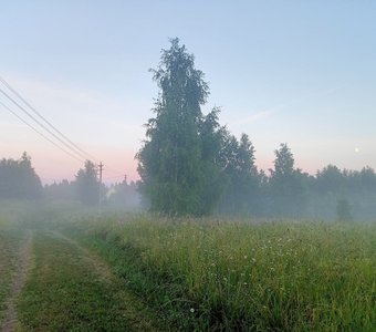 Лес в тумане