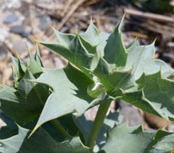 Последняя капля