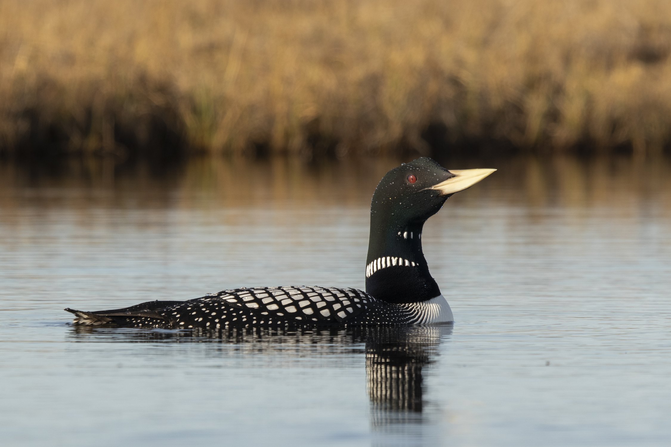 Белоклювая гагара