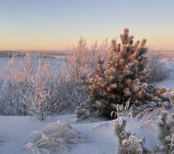 Маленькой елочке...