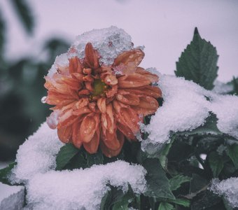 Снежные объятия