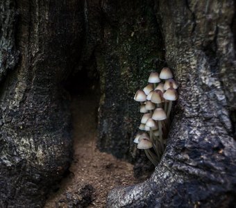 грация грибов