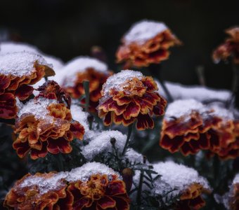 Замерзли поздние цветы