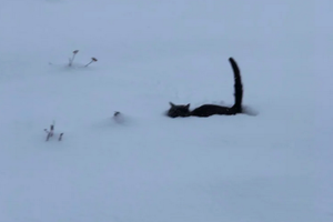 Охотник нашел кота в глухом лесу: «Он стоял в снегу и скалился»