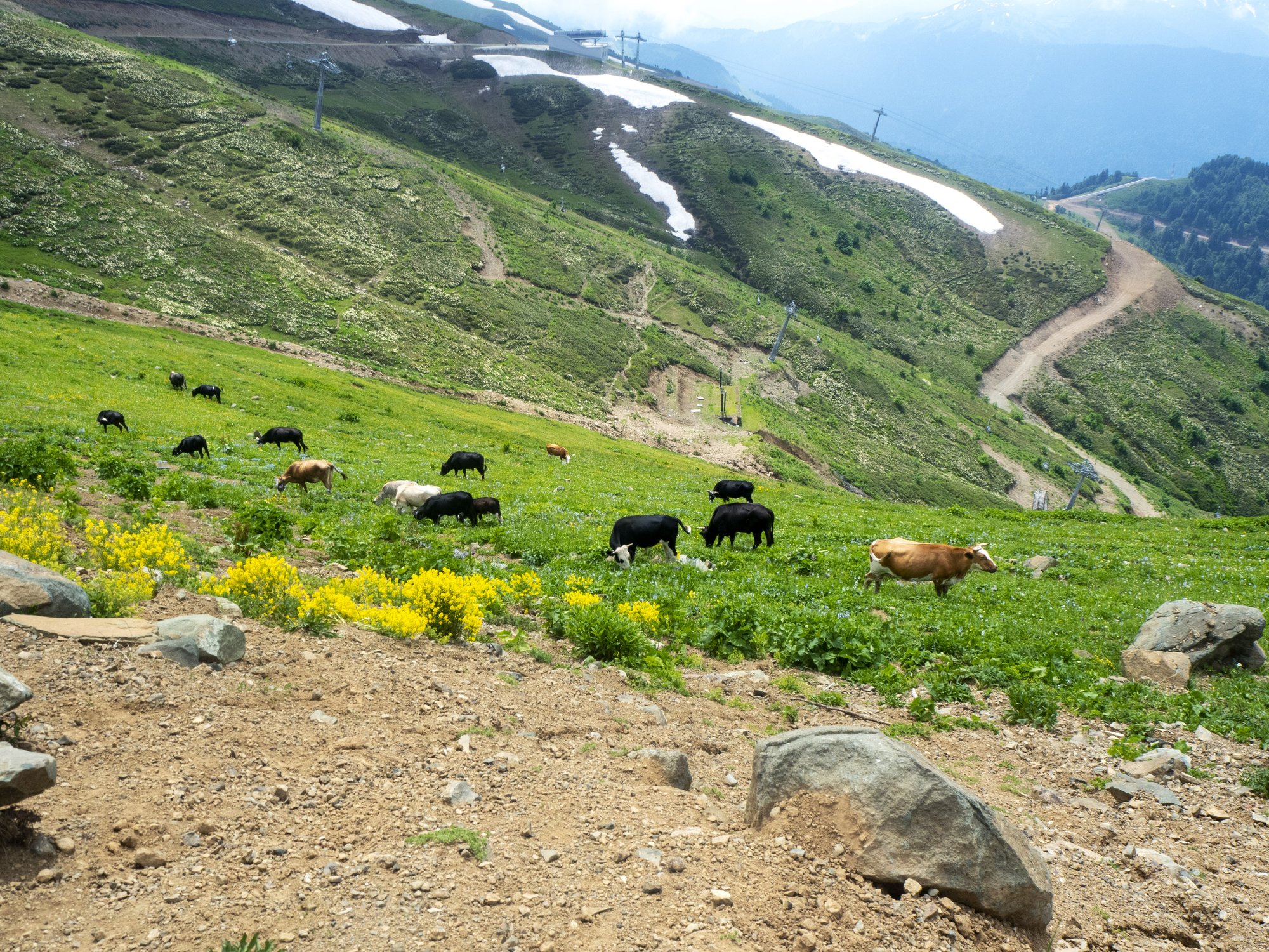 Коровы в горах