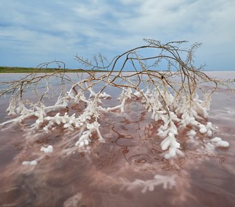Сломанная ветка кустарника тамарикс покрывается солью в воде розового озера Сасык-Сиваш в Крыму