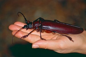 Этот жук – самый большой на нашей планете