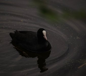 Тень на воде