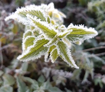 Первая изморозь