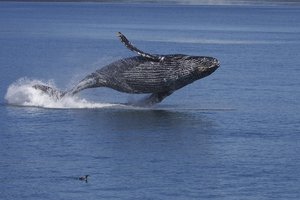 Горбатые киты поют одну и ту же брачную песню – на расстоянии 14 тысяч километров друг от друга