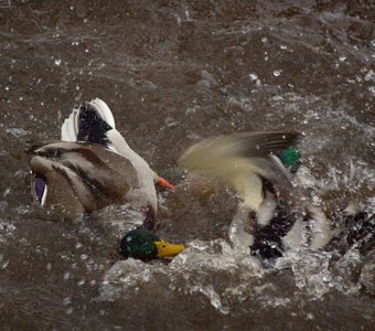 битва титанов