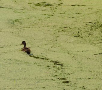 Уточка заблудилась в зарослях пруда